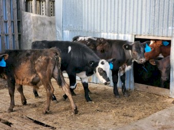 F1 Beef X Calves 