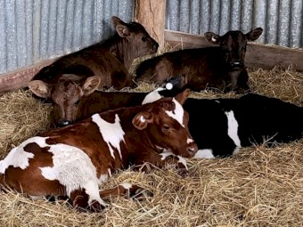 F1 Beef X Calves 