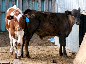 F1 Beef X Calves 