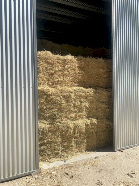 Teff hay, Low sugar