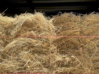 Teff hay, Low sugar
