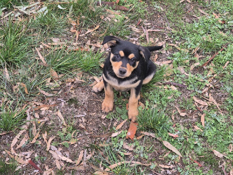 Kelpie Pups