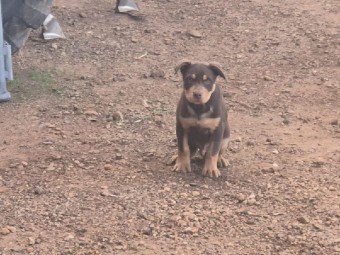Kelpie Pups