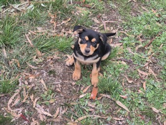 Kelpie Pups