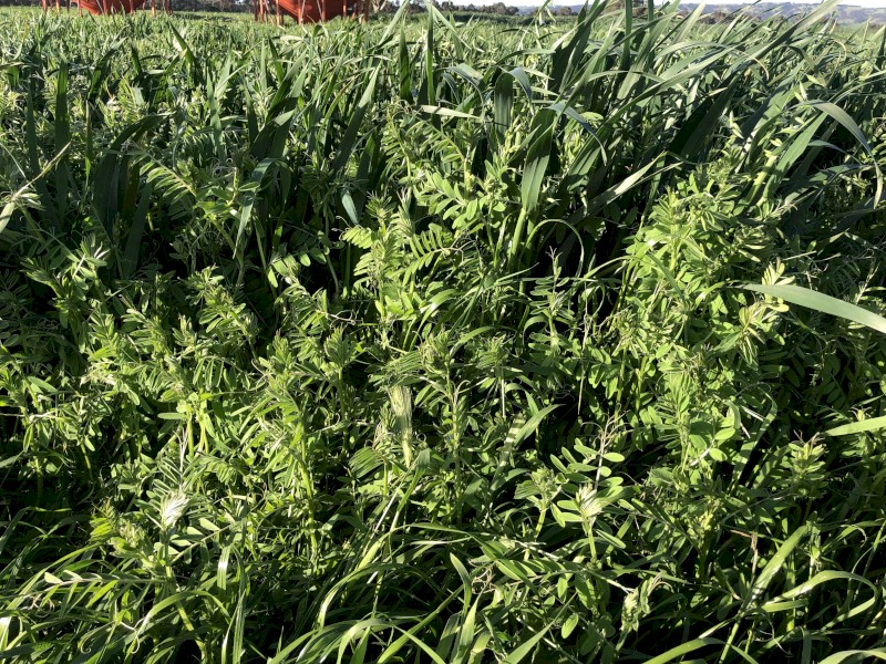 Vetch & Oats Silage