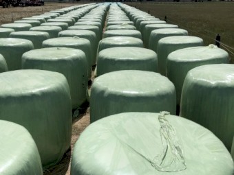 Vetch & Oats Silage