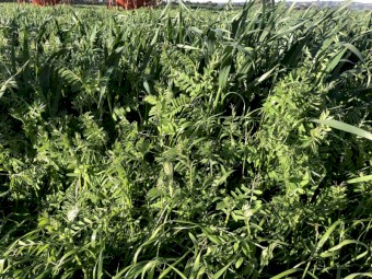 Vetch & Oats Silage