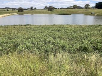 Vetch & Oats Silage