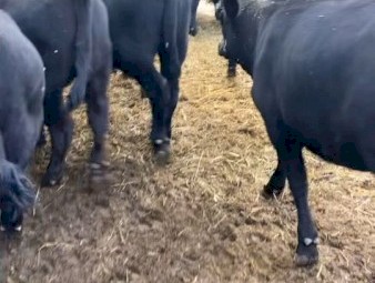 WANTED Agistment for Quiet Angus Weaners and or Cows
