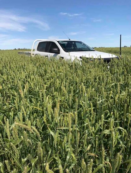 MOBY BARLEY SEED 