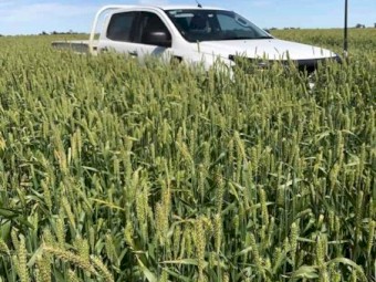 MOBY BARLEY SEED 