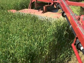 MOBY BARLEY SEED 