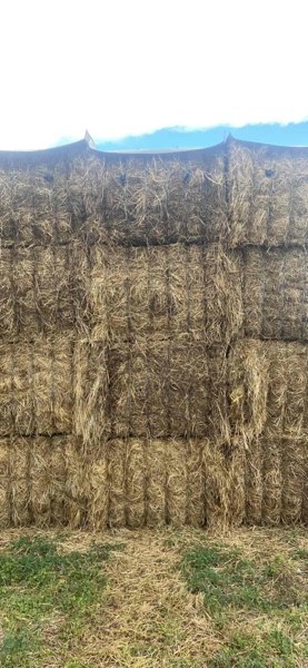 Sub and Rye hay