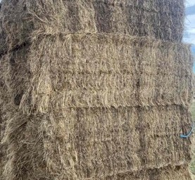 Sub and Rye hay