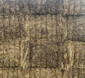 Sub and Rye hay