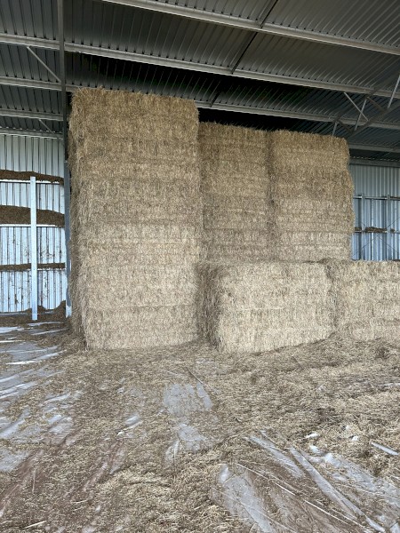 232mt Ryegrass and Vetch Hay 8x4x3 Bales