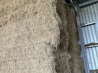 232mt Ryegrass and Vetch Hay 8x4x3 Bales