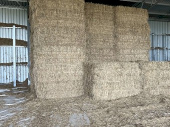 232mt Ryegrass and Vetch Hay 8x4x3 Bales