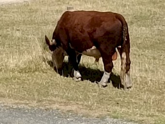 Poll Hereford Bulls