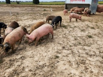 Free-range Berkshire Cross Pigs
