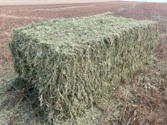 280mt x Oaten Hay 680-800kg 8x4x3 Bales