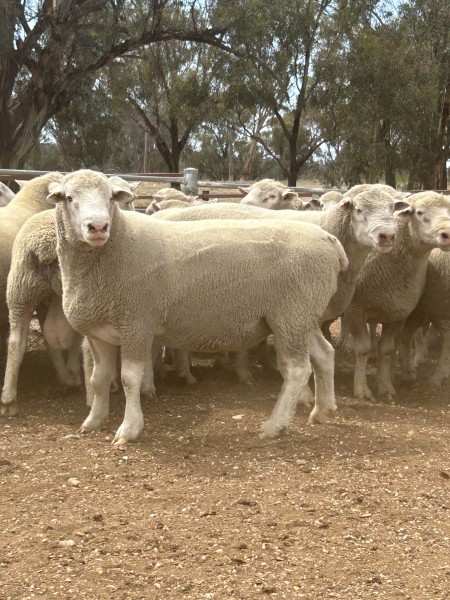 Dorset Rams