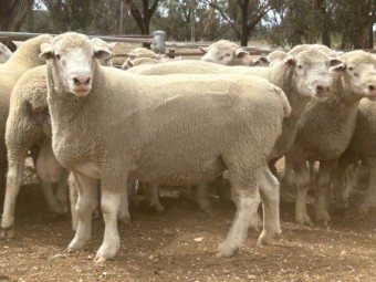 Dorset Rams