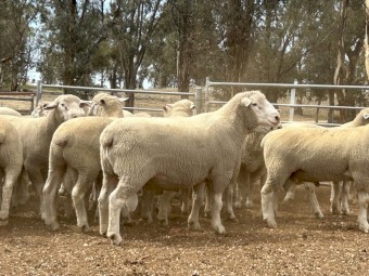 Dorset Rams