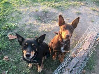 Purebred Kelpie Pups 