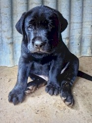 Labrador Retriever