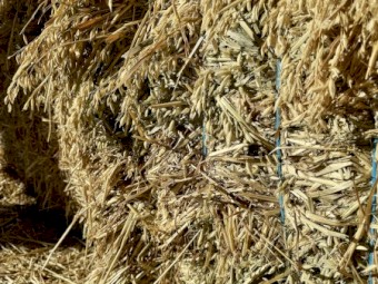 Export Grade Shedded Current Season Oaten Hay