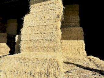 Export Grade Shedded Current Season Oaten Hay