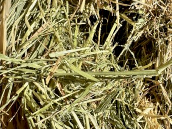 Export Grade Shedded Current Season Oaten Hay