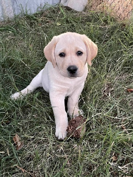 Labrador Pups (Yellow)