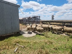 "Price Drop Must Go" Border Leicester Rams