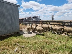 "Price Drop Must Go" Border Leicester Rams