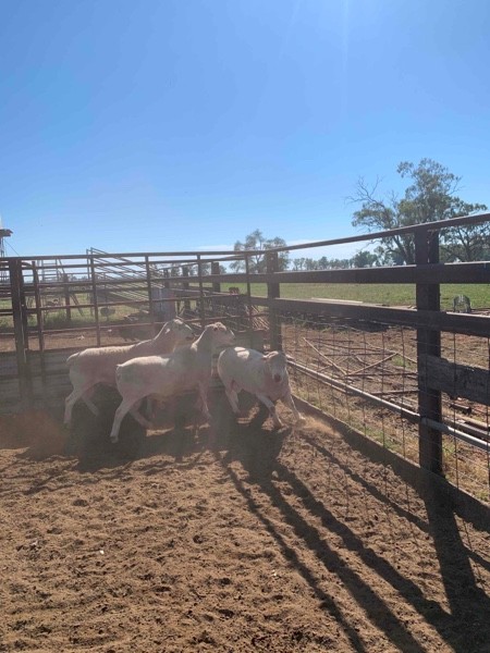 Ultra White Rams