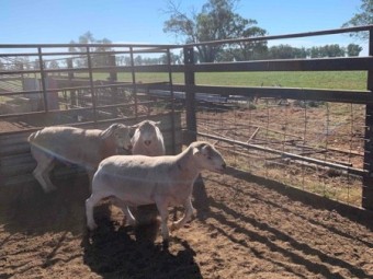 Ultra White Rams