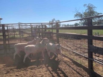 Ultra White Rams
