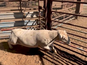 Ultra White Rams
