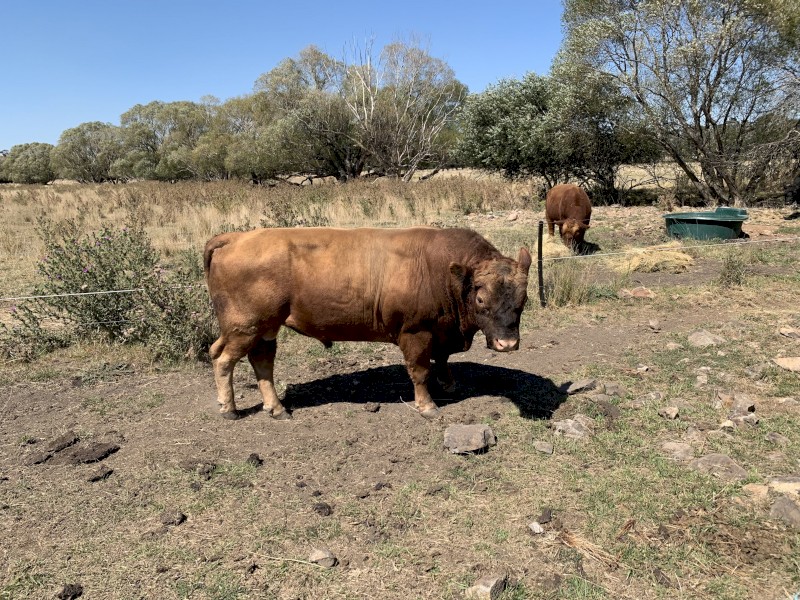 Australian Heritage Angus. Keith Balentyne 2021