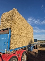 Rice Straw