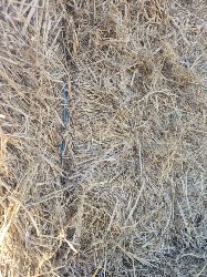 Rice Straw