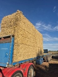 Rice Straw