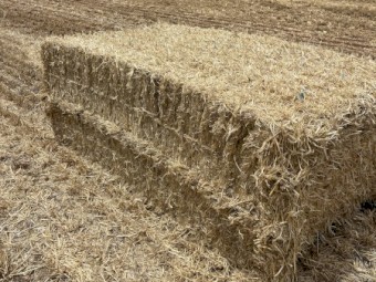 100mt Barley Straw 480kg 8x4x3 Bales
