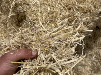 100mt Barley Straw 480kg 8x4x3 Bales