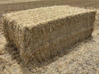 100mt Barley Straw 480kg 8x4x3 Bales