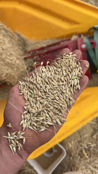 130mt BAR2 Barley