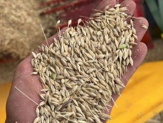 130mt BAR2 Barley