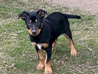 Kelpie Pups 